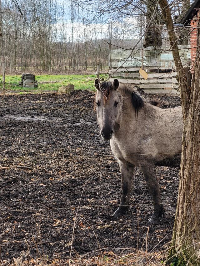 horse