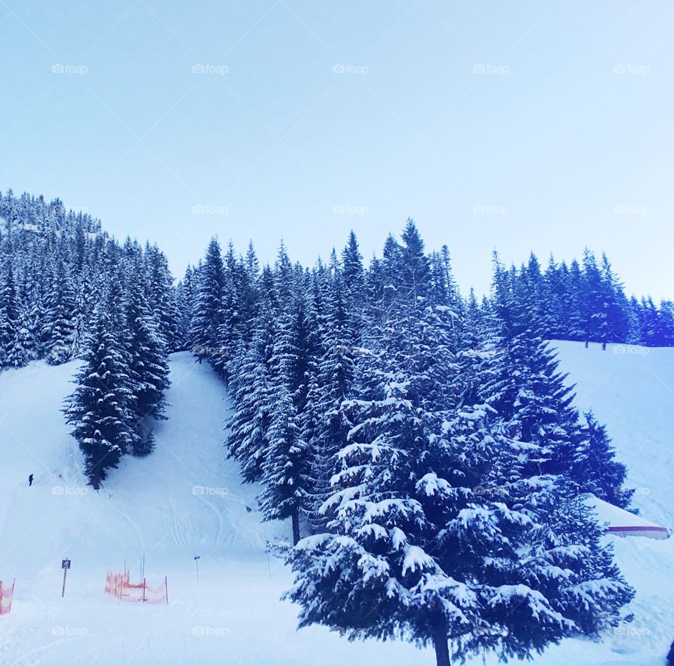 Forest in the winter 