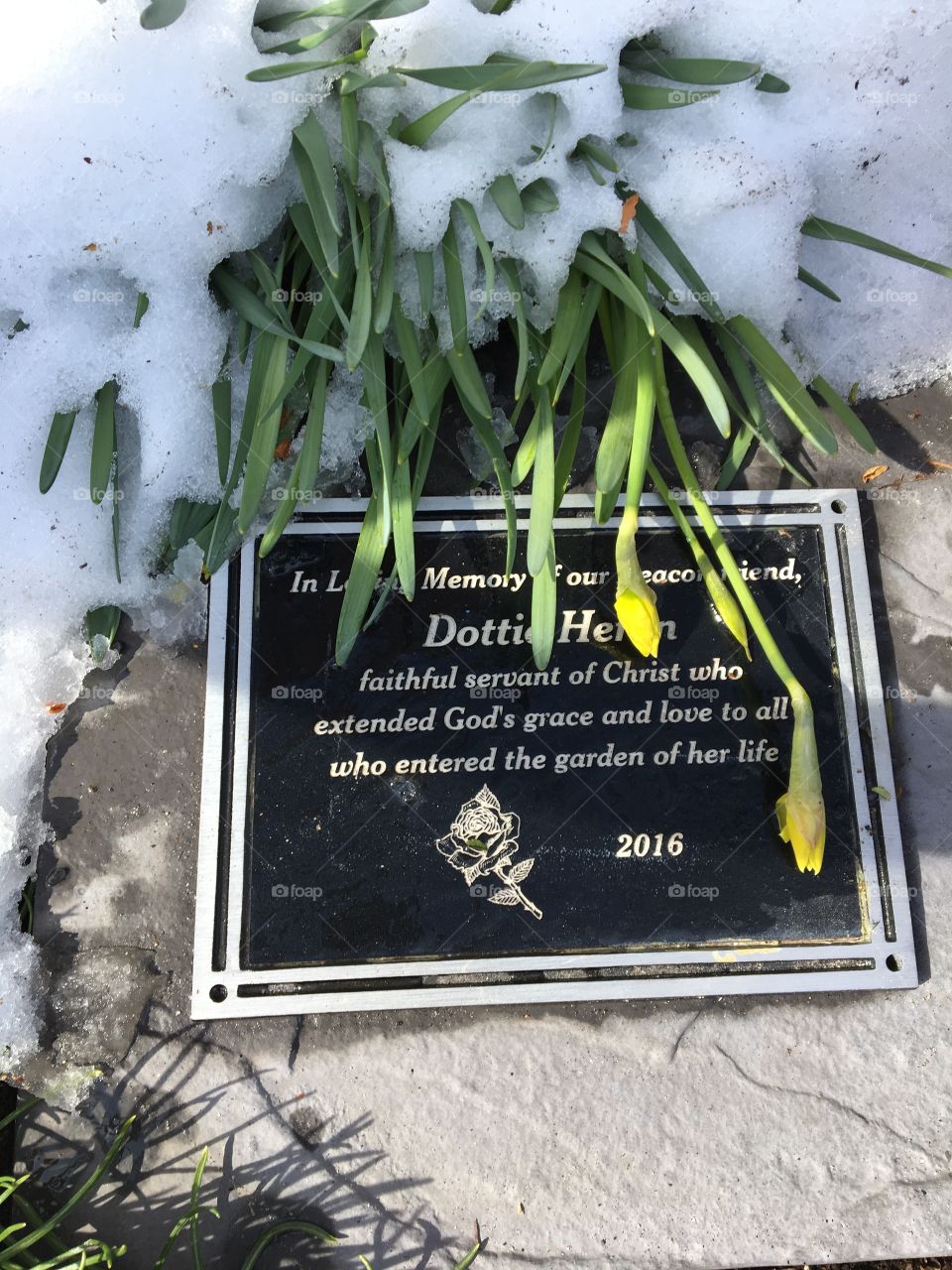 Daffodils Memorium