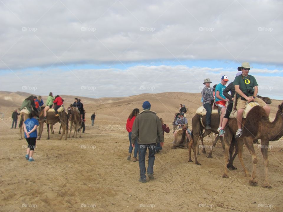 Camel Rides in the Negev 
