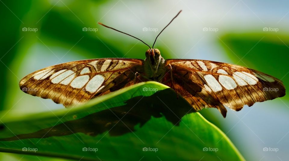Macro Shot Of A Butterfly Looking Down, Butterfly Eyes, Butterfly Antennae Closeup, Natural Wildlife, Closeup Of A Butterfly’s Wings, Shadows On A Leaf