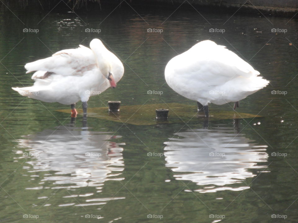 Sleeping Swans