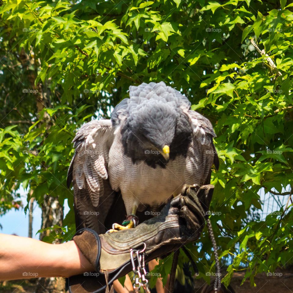 Close-up image of a bird of prey. Grey Eagle (Geranoaetus melanoleucus) perched on a falconry glove.