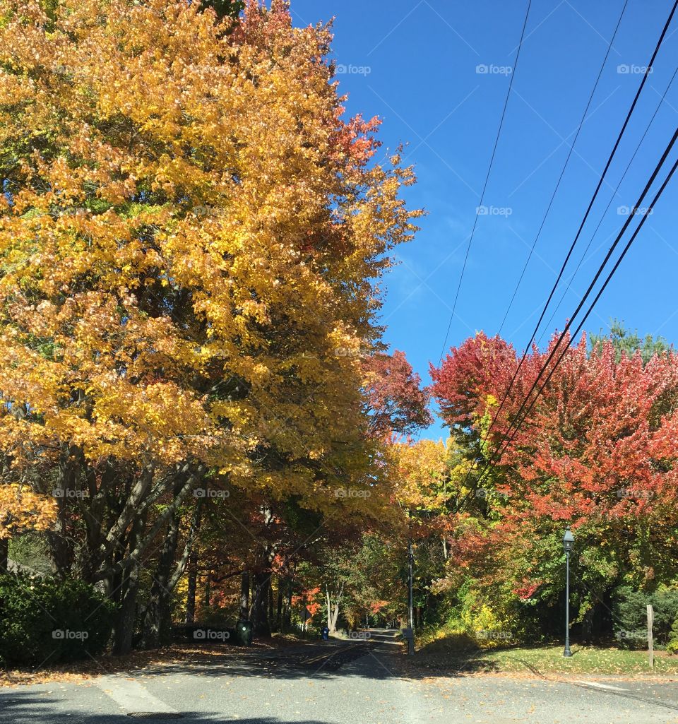 Driving to work in Autumn