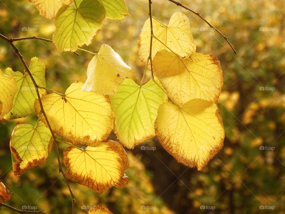 The leaves of autumn