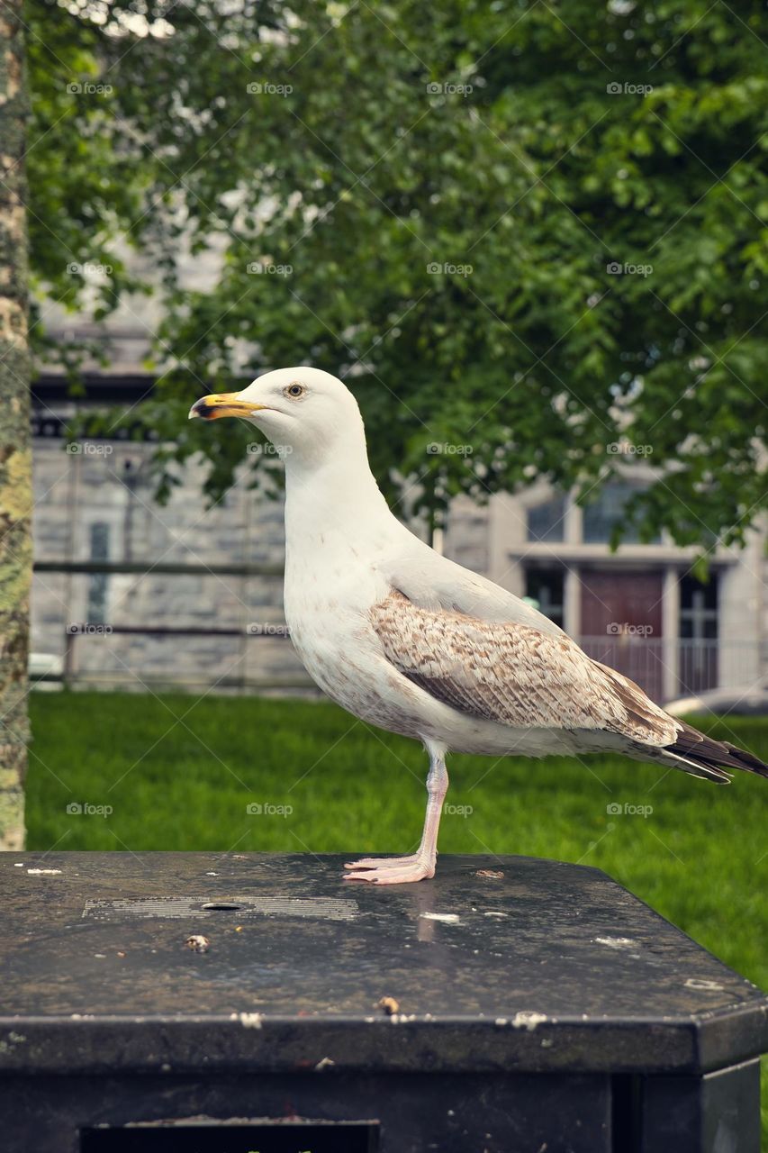 Seagul in the city