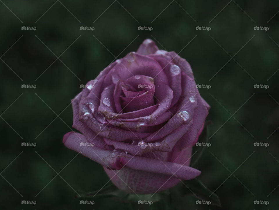 A pink rose with water drops on it.