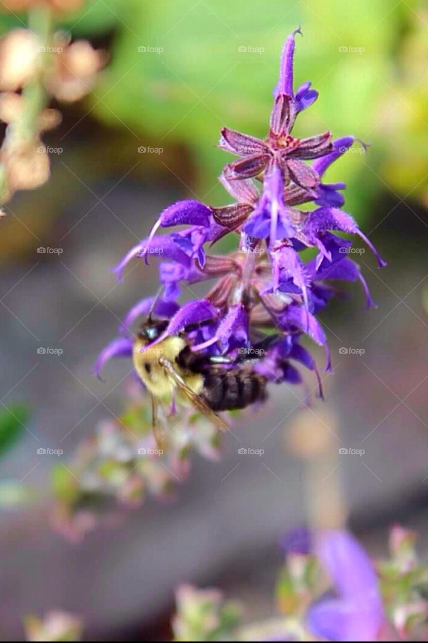 Bumblebee on Purple Flower