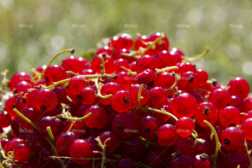 Red currant
