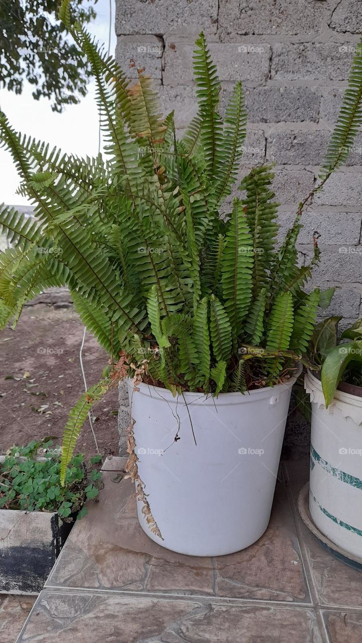 Fern plant in a white bucket