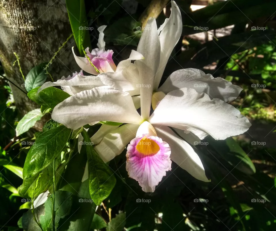 ORCHID