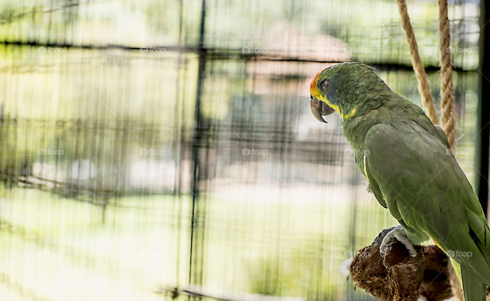 parrot
macaw 
nature 
animal
bird