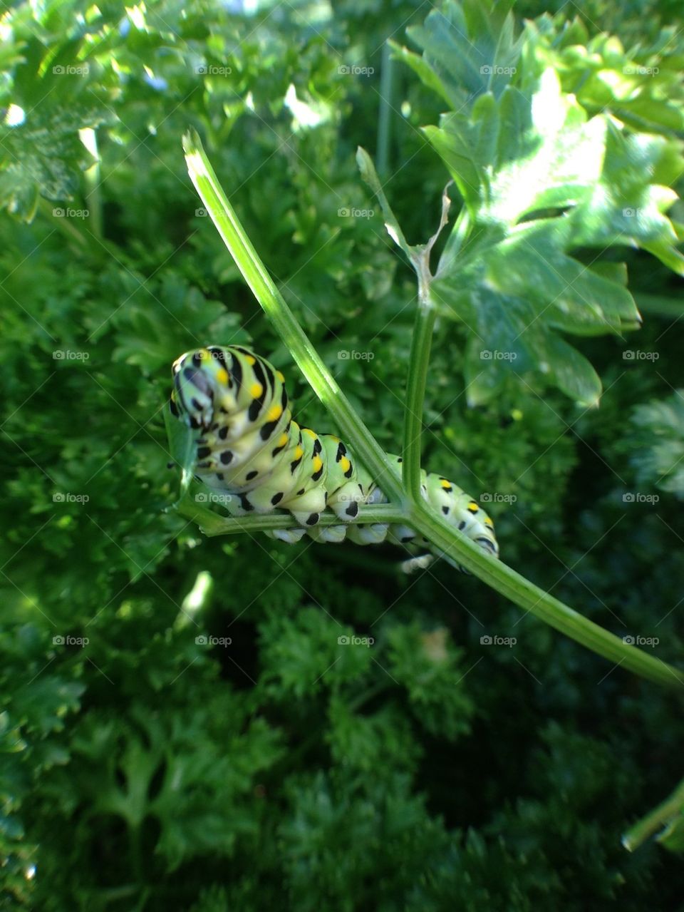 Caterpillar eating my garden