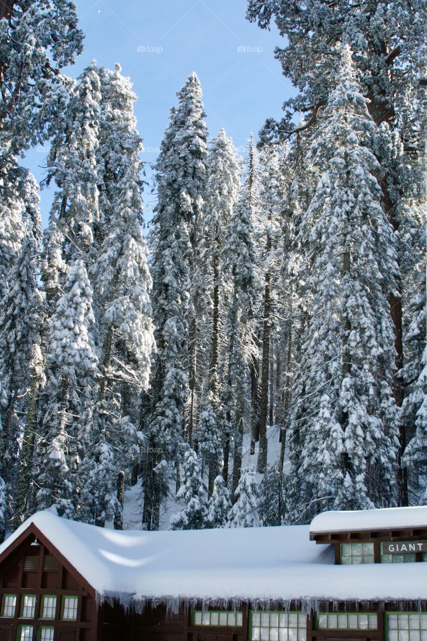 Sequoia park 