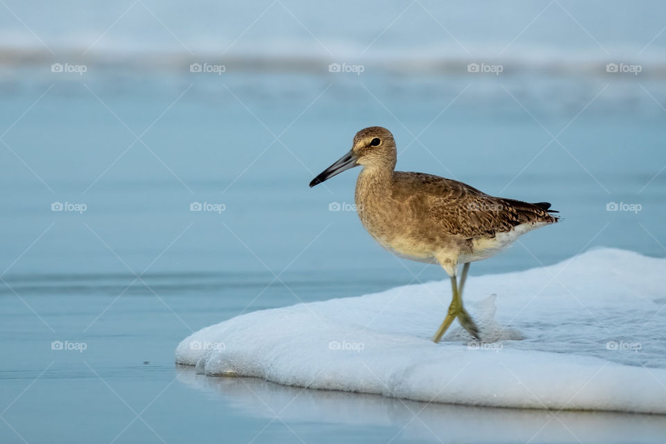 A willet (Tringa semipalmata) treads the suds along the shore. Emerald Isle, North Carolina. 