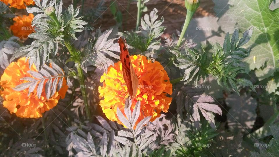 A beautiful scene of butterfly on  marigold flowers.