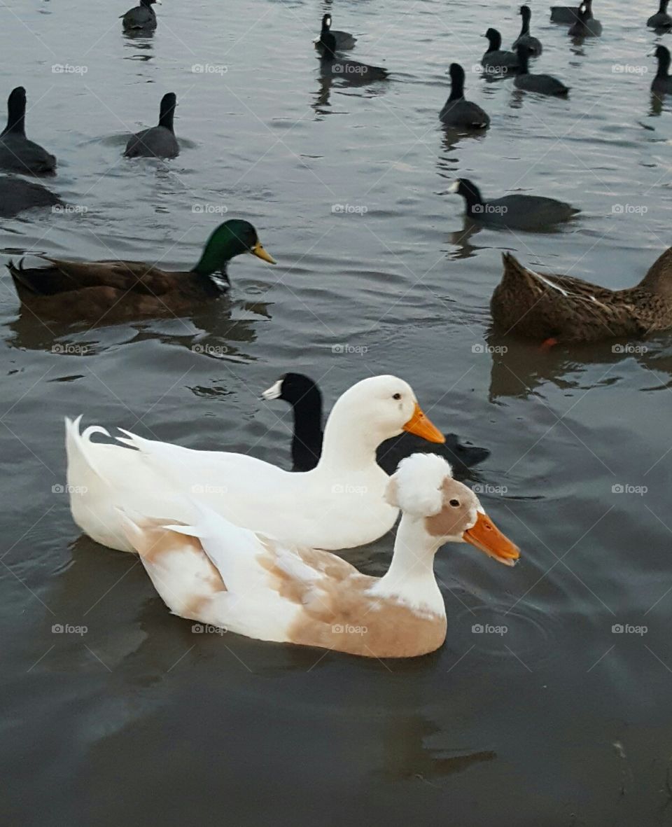 duck