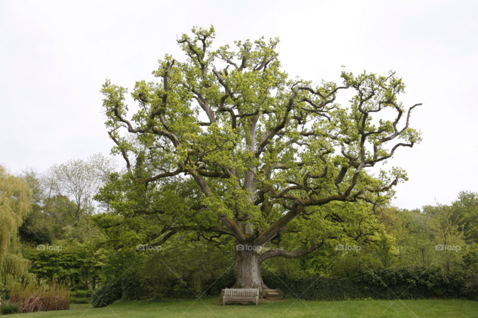 flora tree bench oak by zac1