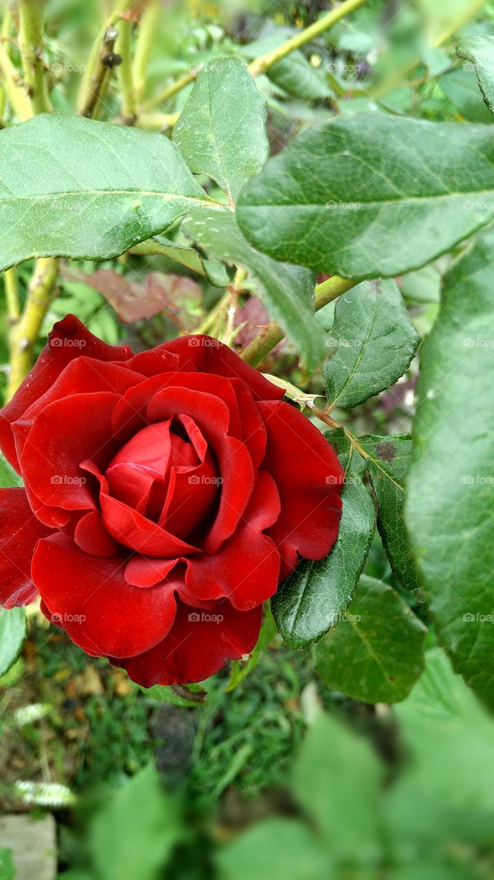 red rose