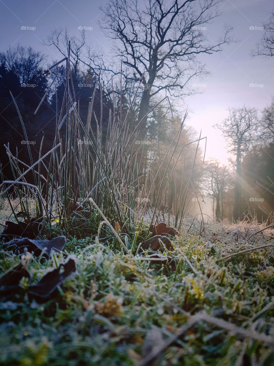 Winter feeling grass and tree