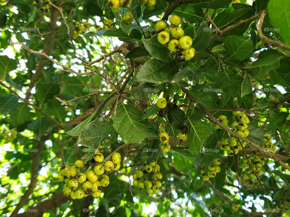 Clusters of beautiful edible but unripe wild anacua berries. Ehretia anacua