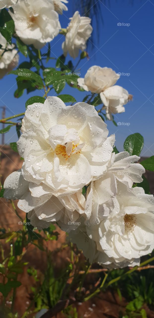 white roses in my garden after being watered this warm & sunny winter morning in Pretoria, South Africa.