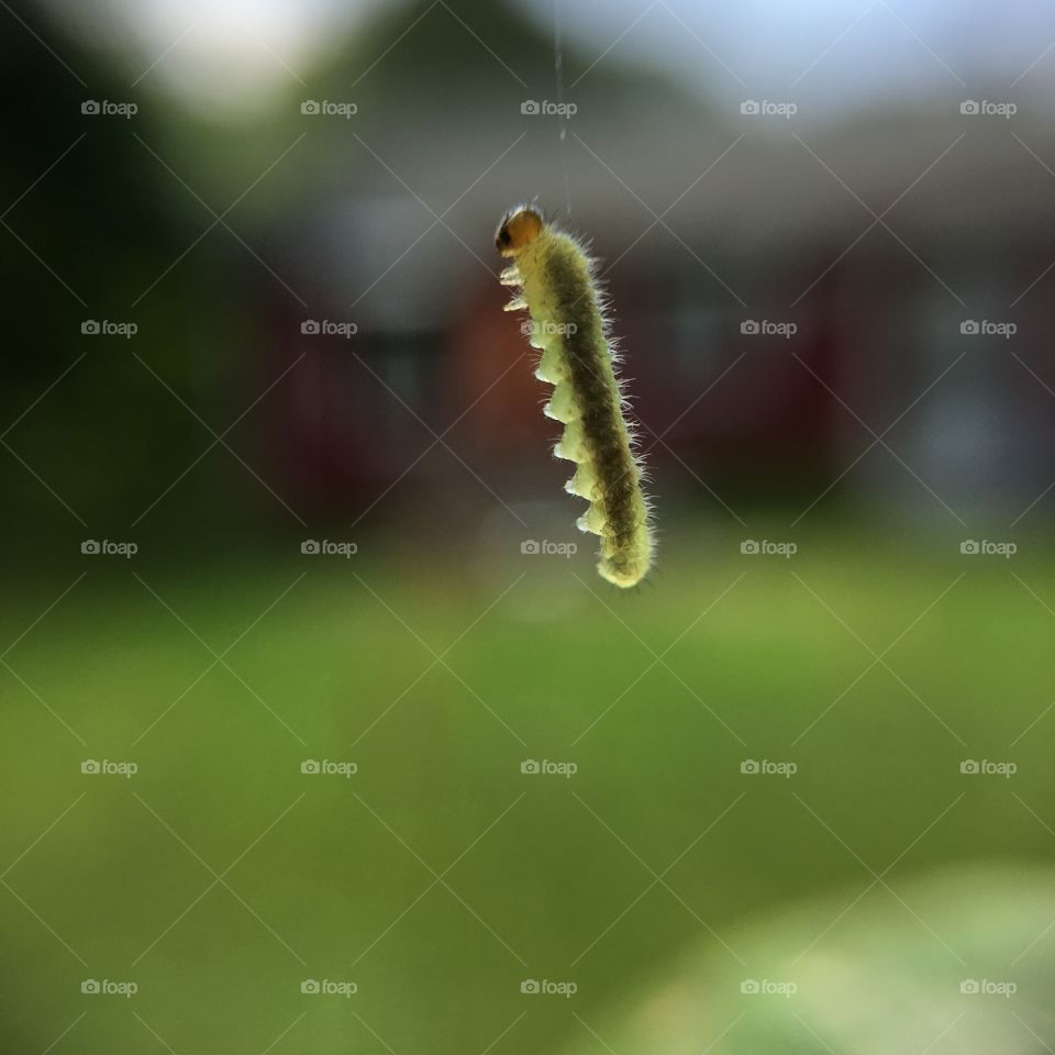 Caterpillar on thread 