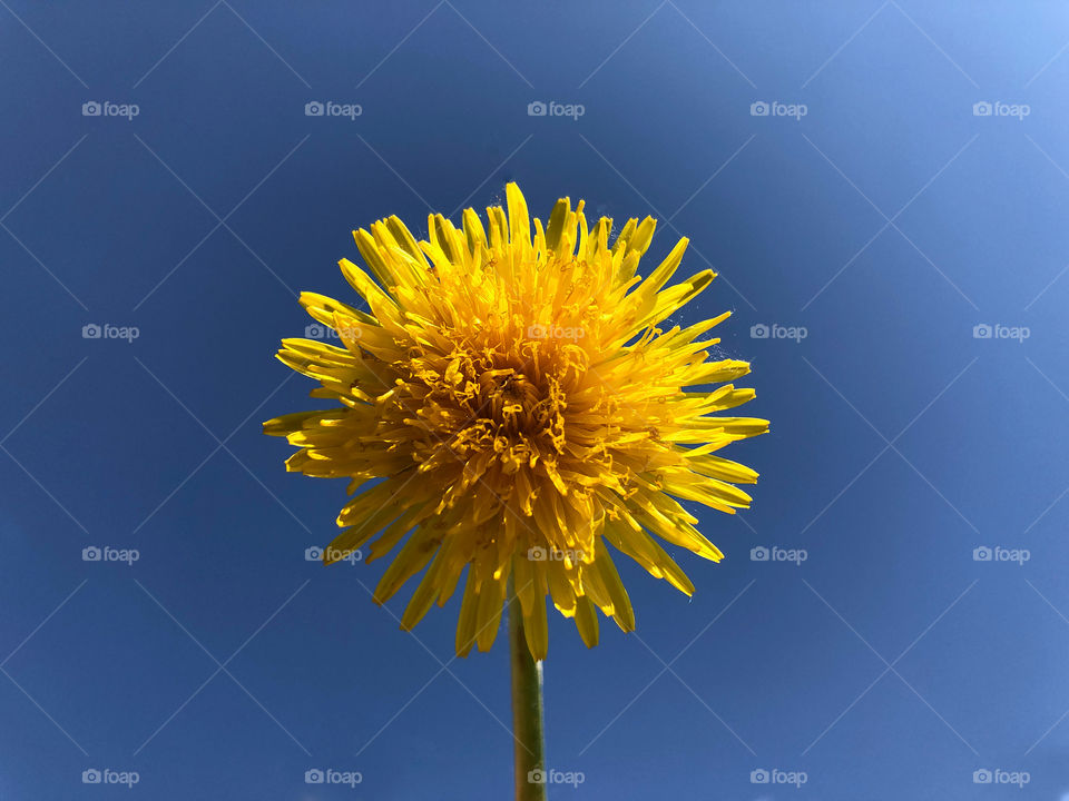 dandelion
