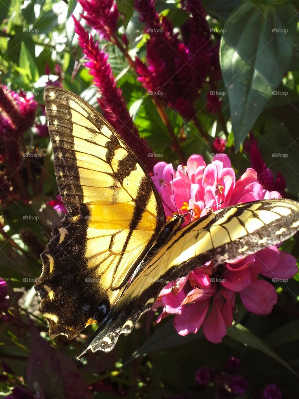garden butterfly. tiger butterfly