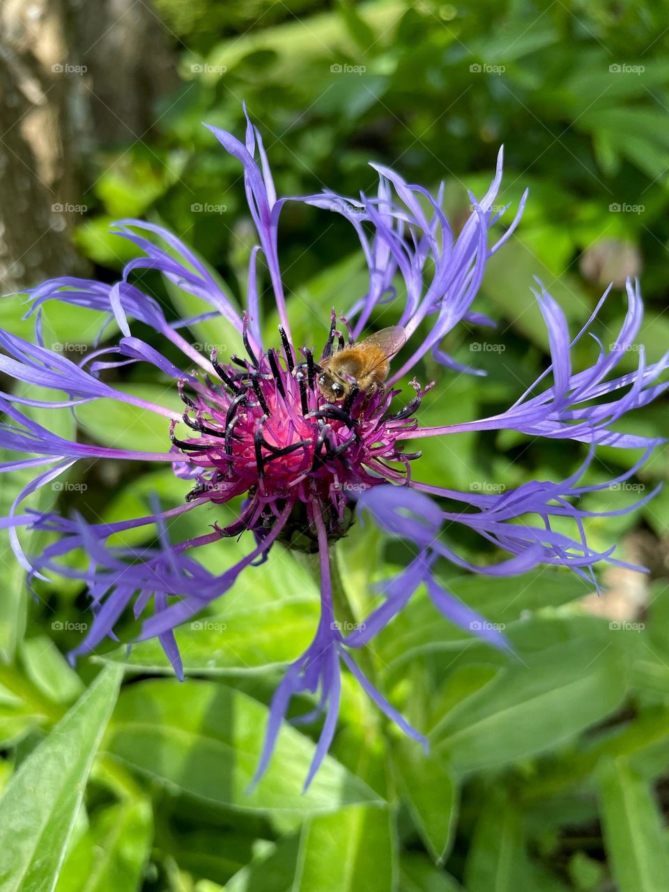 Bee on Flower