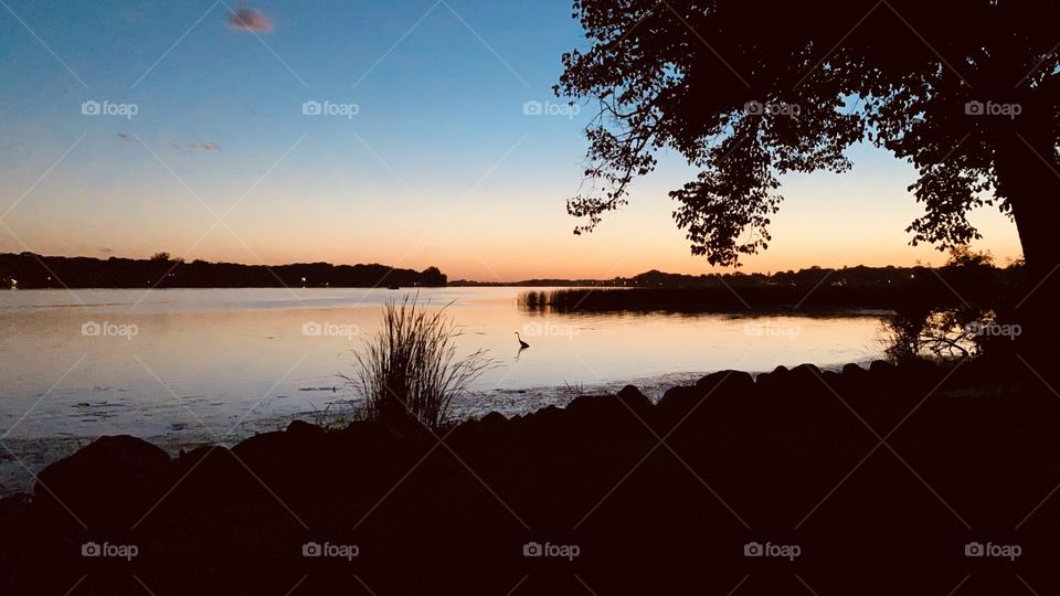 Gorgeous crane perched in water at sun down with gorgeous sky in background! 