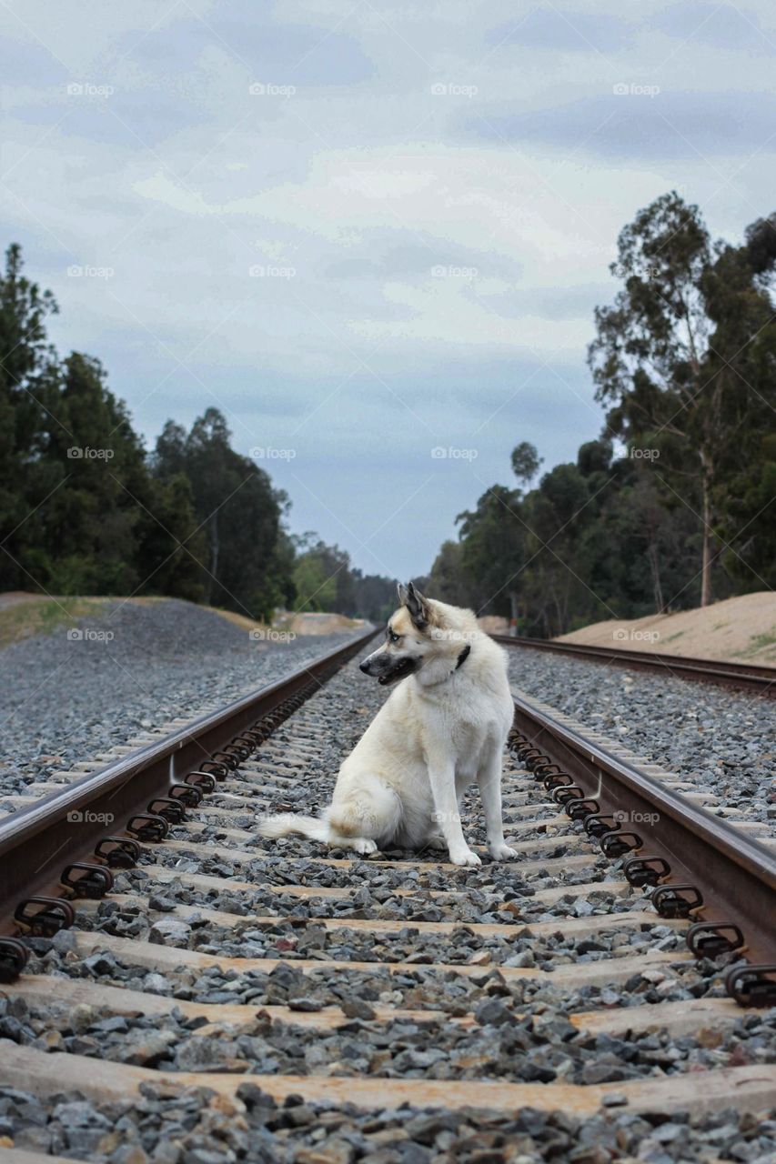 Train tracks 