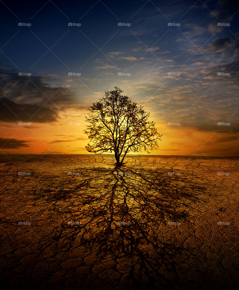 tree at ambalat beach