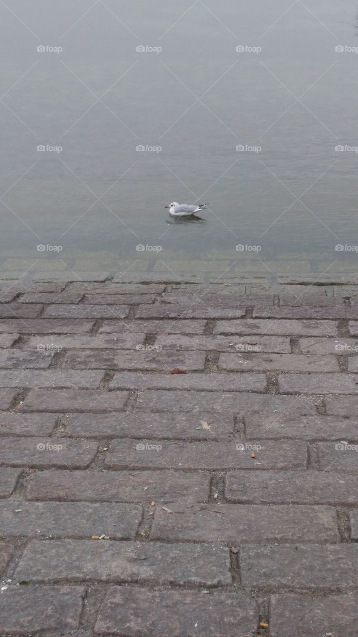 Bodensee Konstanz Germany