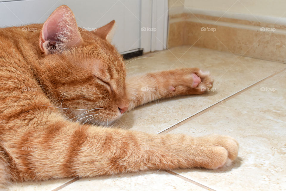 Cat sleeping on the floor at home.