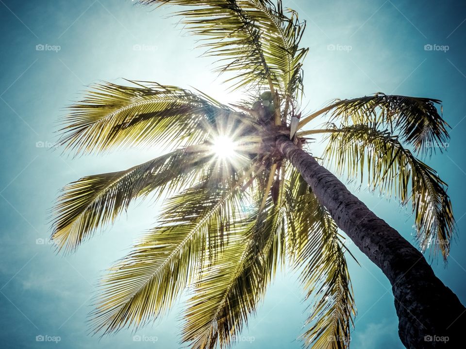 Sun-drenched palm tree in paradise. 