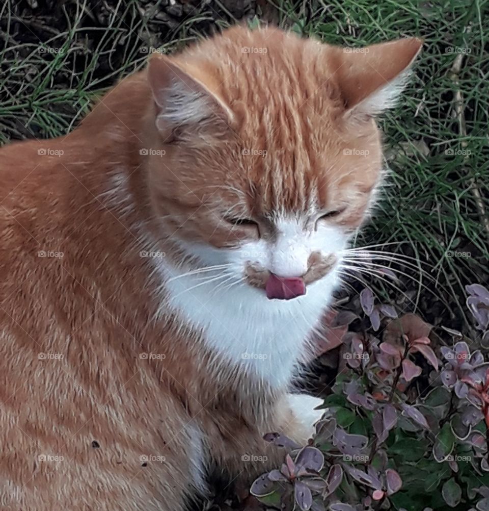 ginger cat licking its lips in autumn garden