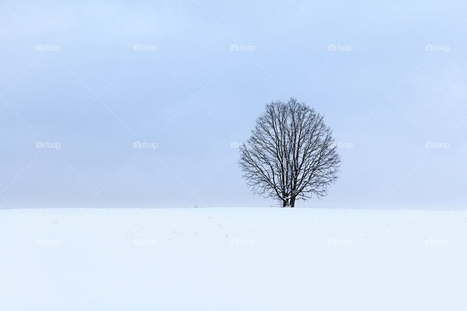 Lonely tree in winter
