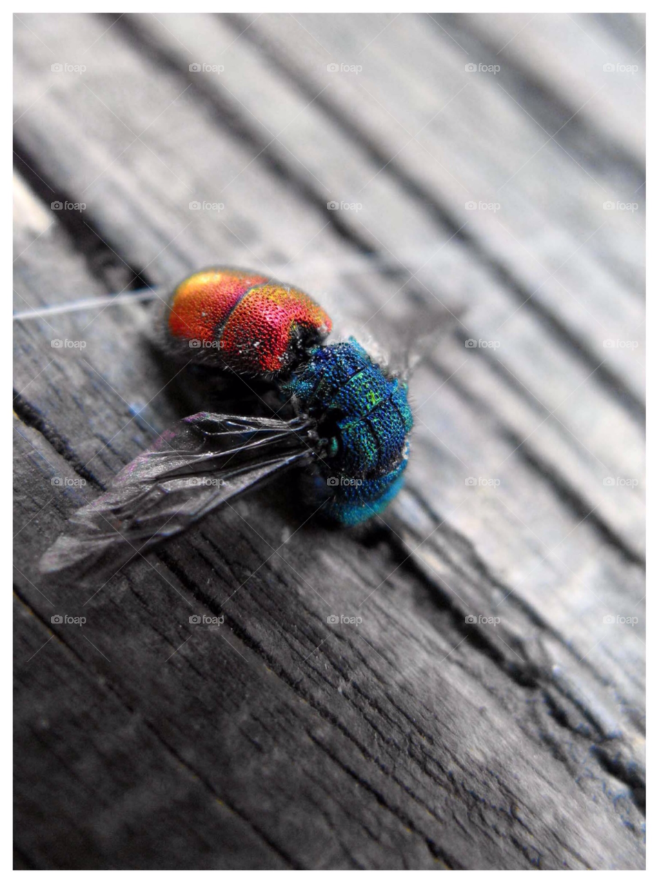 fårösund macro insect makro by rauknrolla