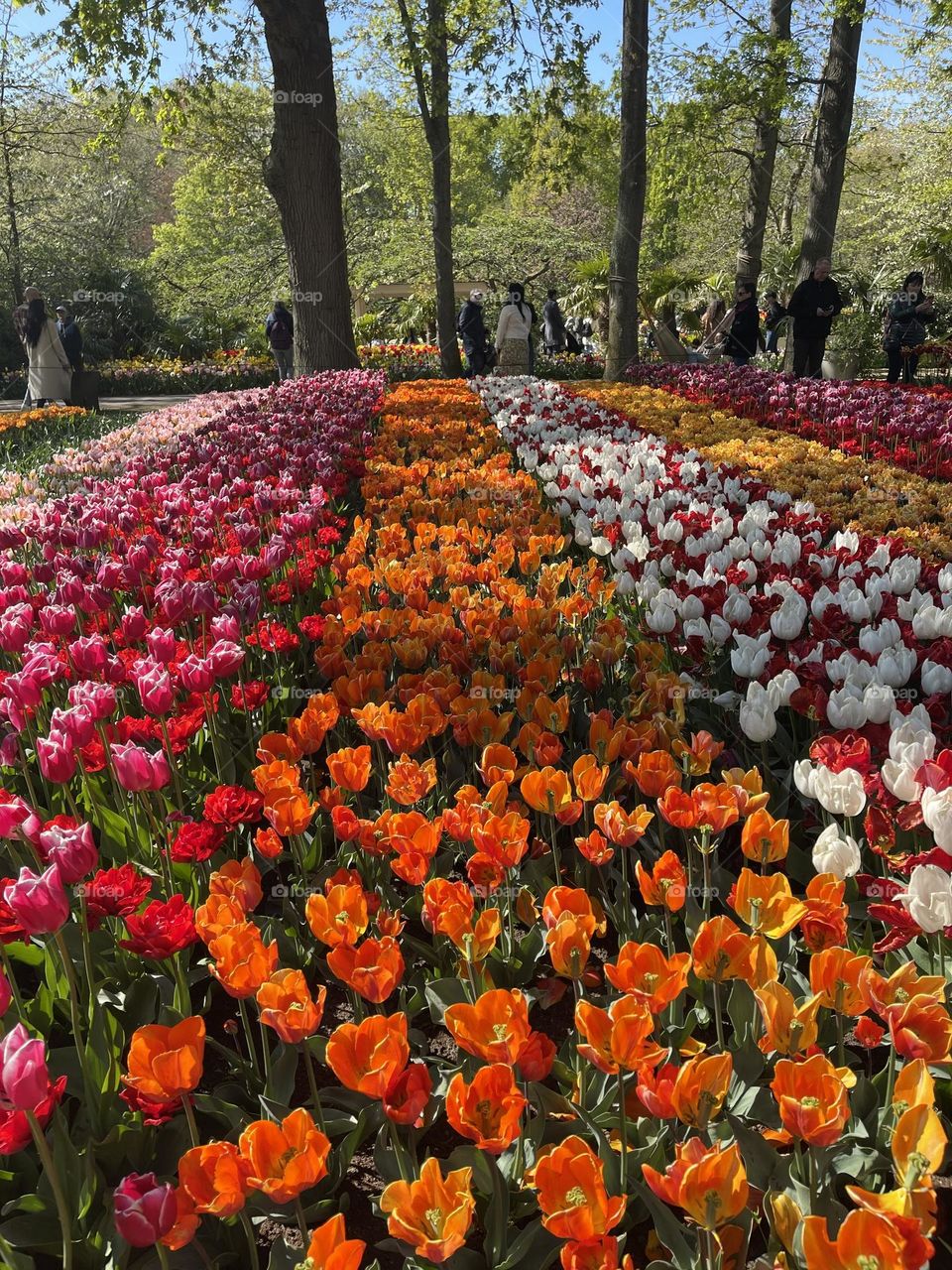 Floral garden 