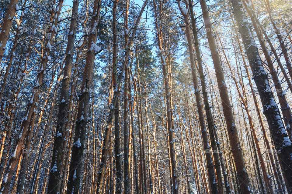 Sun in snow forest