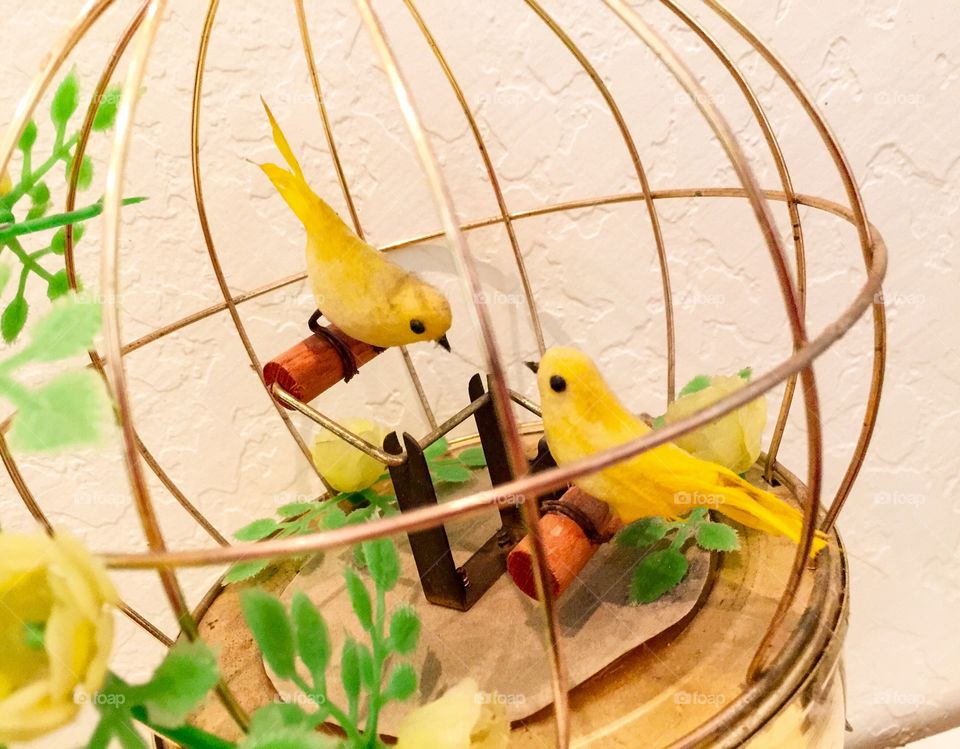 Birds in cage 