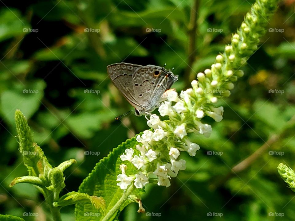 gray hairstreak butterfly pollinating white sweet almond verbena flowers ( Strymon melinus )