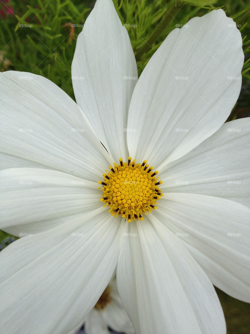 yellow flower white summer by jempa