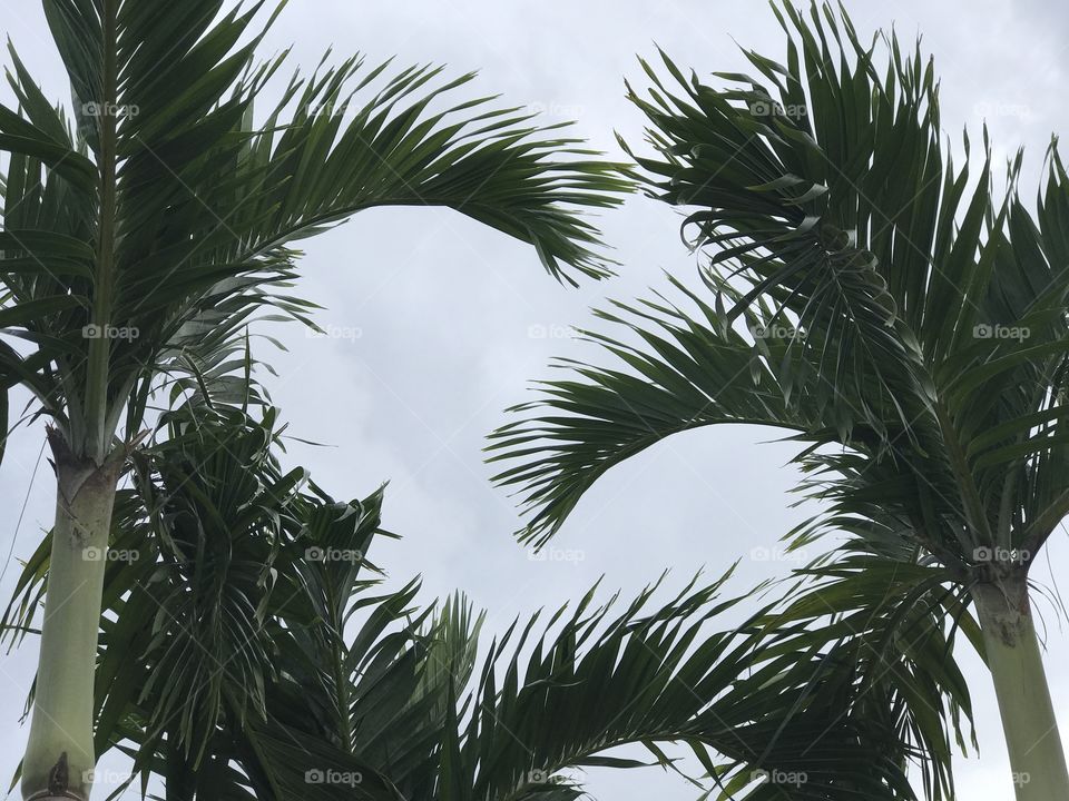 Florida, odnalrO ni detacol tneduts FCU nA .asleS yb kcilC Follow me @Selsa.Notes, @Selsa.Clicks, and @Selsa.Notes #Selsa
#SapphireFalls
Over 10 photos in the album.