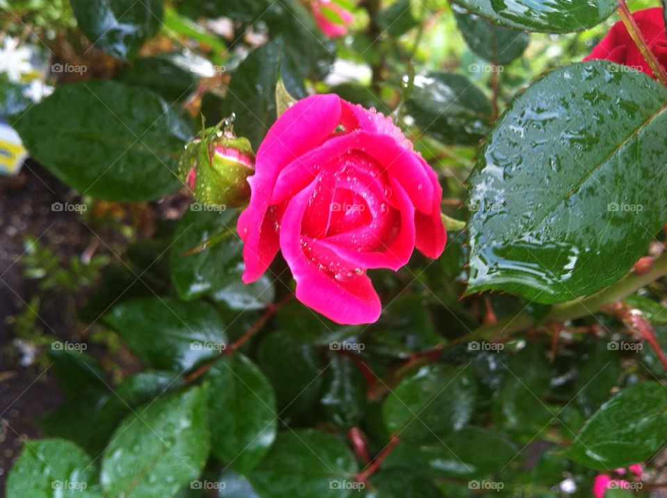 Dewdrops on Rose