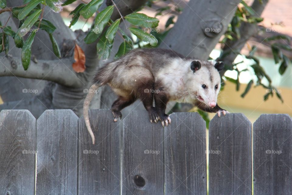 Opossum on a fence