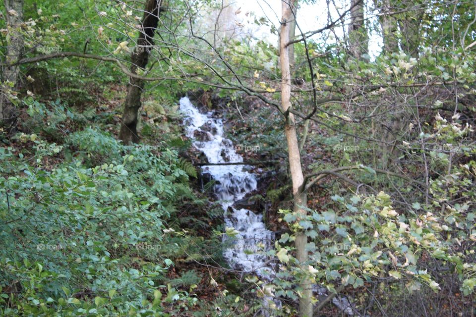 Mini waterfall running through a forest 