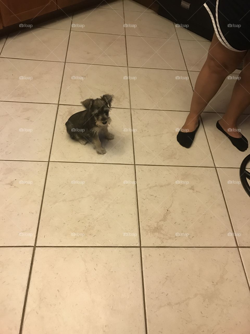 schnauzer  puppy 