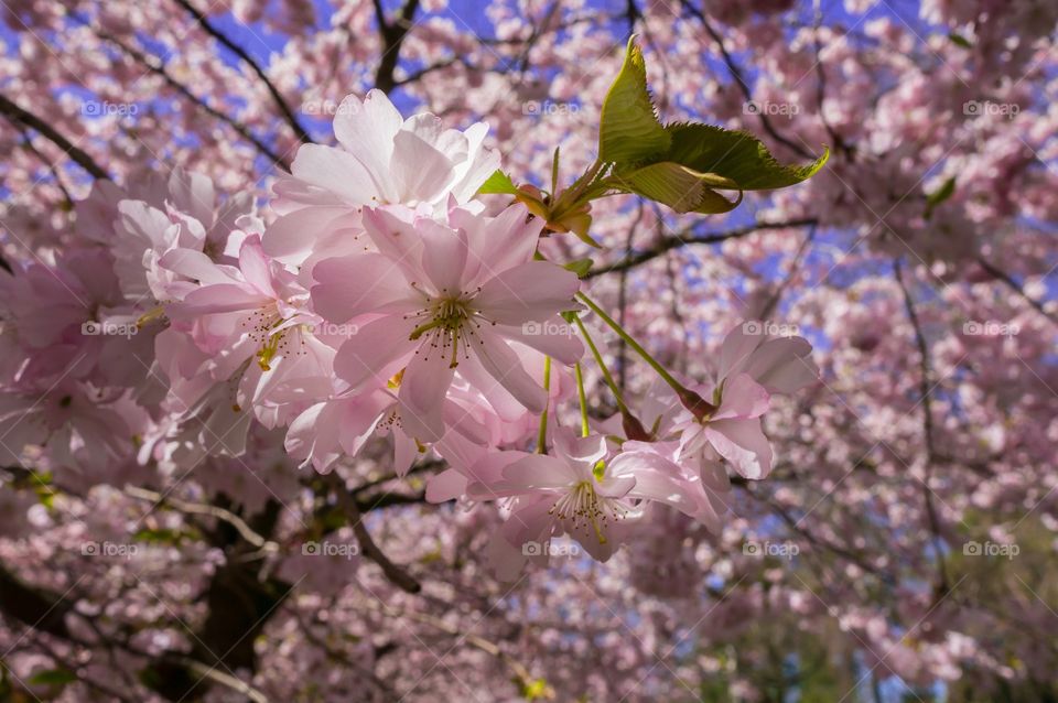 Pink park